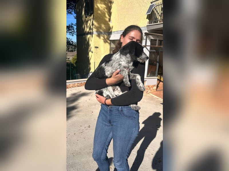 Billy - Knuddelfreund sucht Familie
