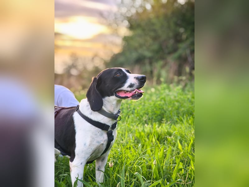 Brando – sanfter Segugio Italiano sucht ein liebevolles Zuhause