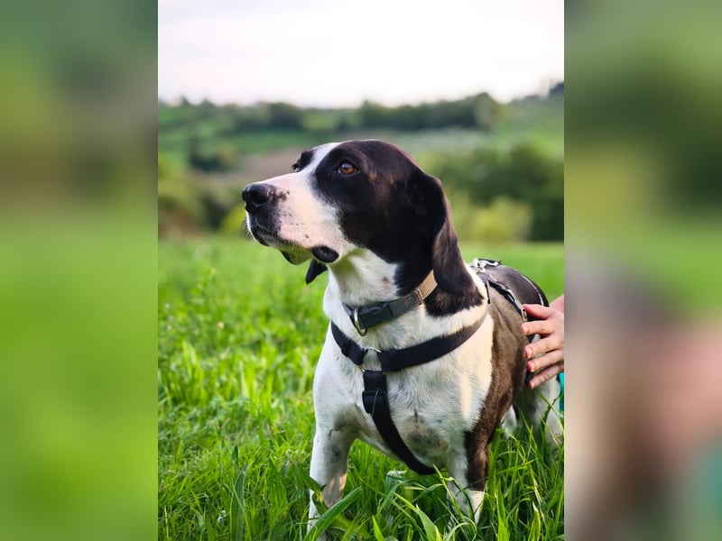 Brando – sanfter Segugio Italiano sucht ein liebevolles Zuhause