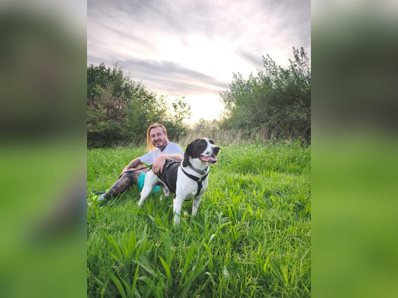 Brando – sanfter Segugio Italiano sucht ein liebevolles Zuhause