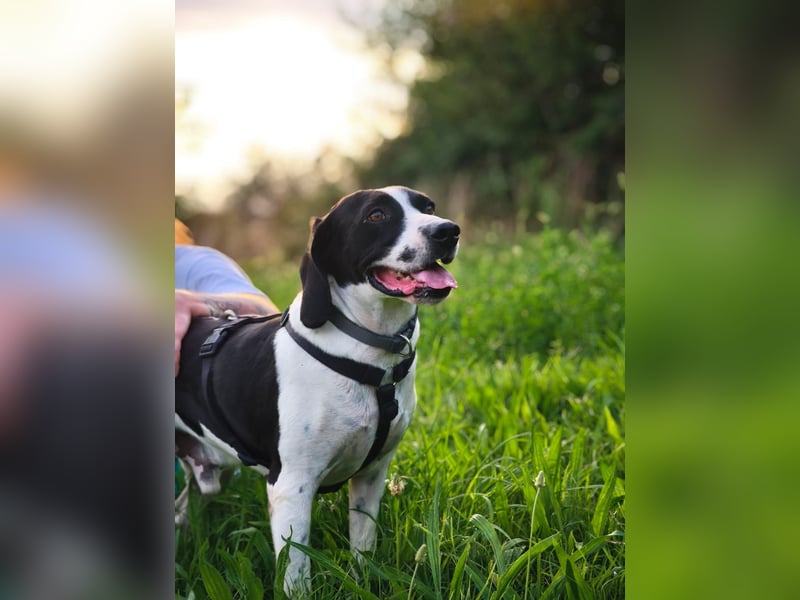 Brando – sanfter Segugio Italiano sucht ein liebevolles Zuhause