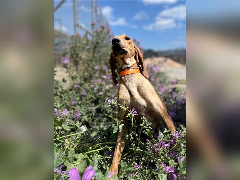 Henry - Jagdhund auf Jobsuche!