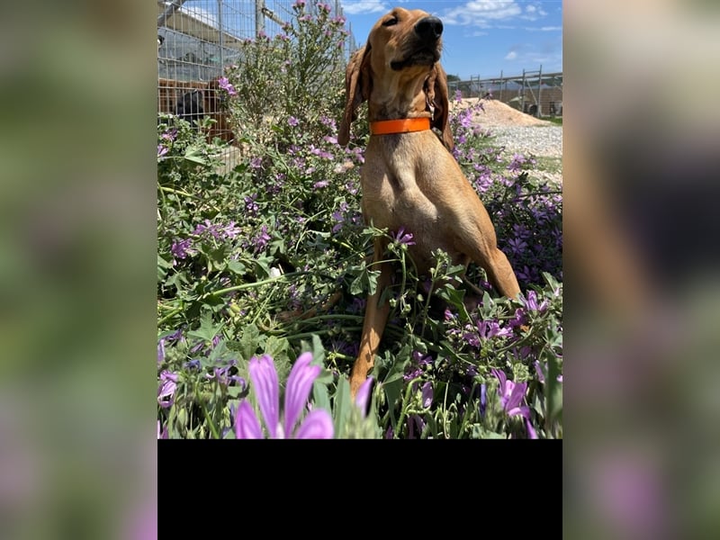 Henry - Jagdhund auf Jobsuche!