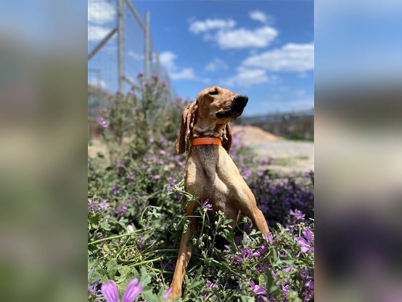 Henry - Jagdhund auf Jobsuche!