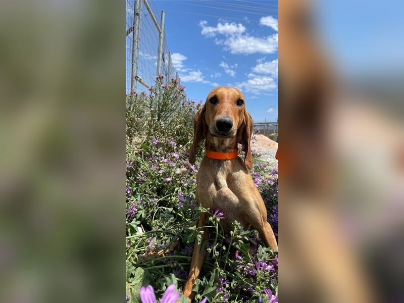 Henry - Jagdhund auf Jobsuche!