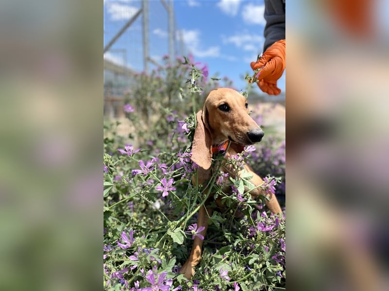 Henry - Jagdhund auf Jobsuche!