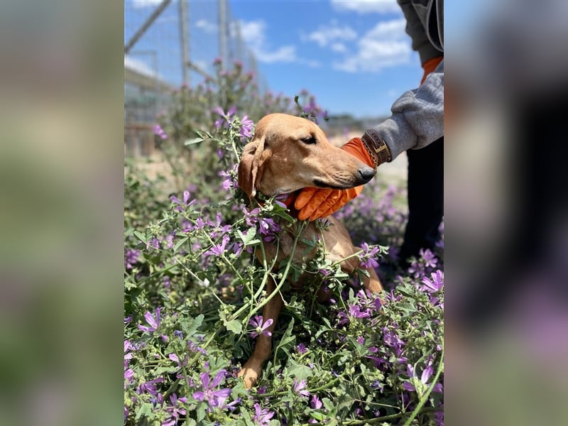 Henry - Jagdhund auf Jobsuche!