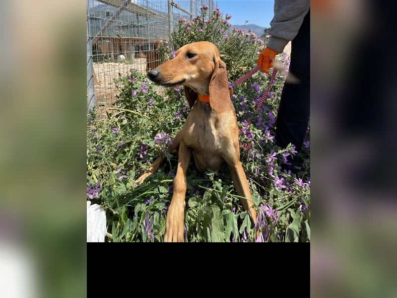 Henry - Jagdhund auf Jobsuche!