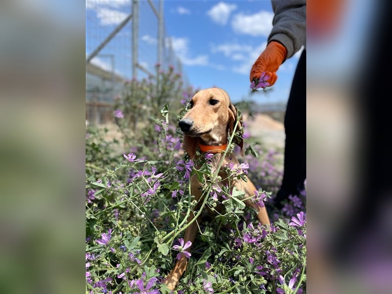 Henry - Jagdhund auf Jobsuche!