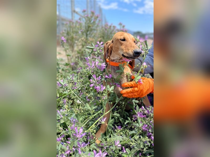 Henry - Jagdhund auf Jobsuche!