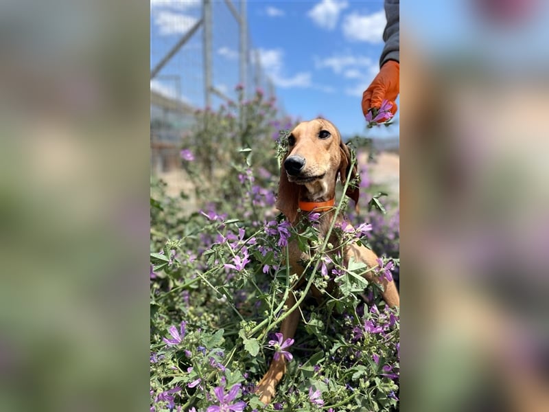 Henry - Jagdhund auf Jobsuche!