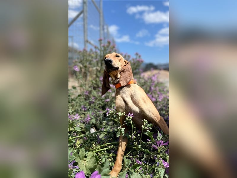 Henry - Jagdhund auf Jobsuche!