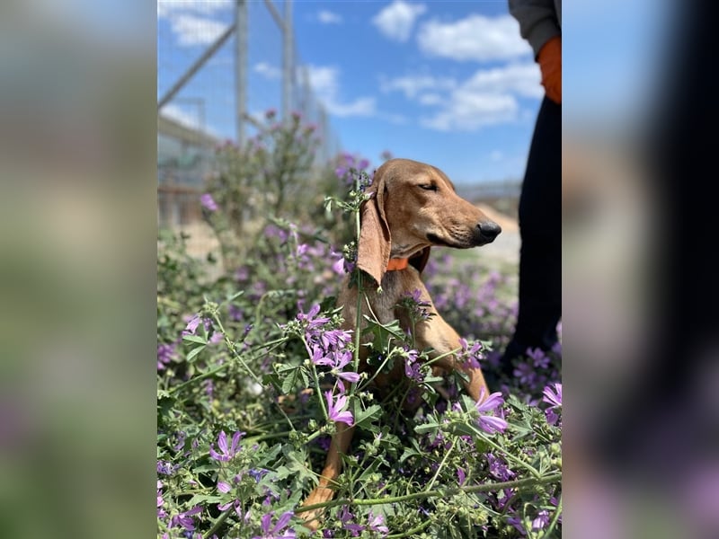 Henry - Jagdhund auf Jobsuche!