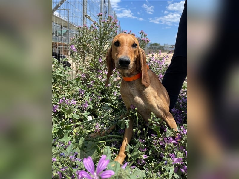 Henry - Jagdhund auf Jobsuche!