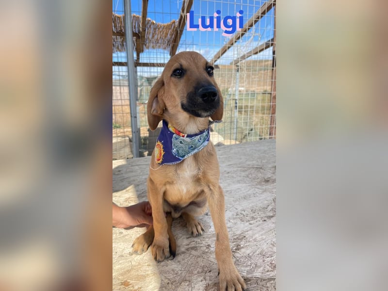 Luigi,geb.05/24,lieber Kämpfer sucht seine Familie