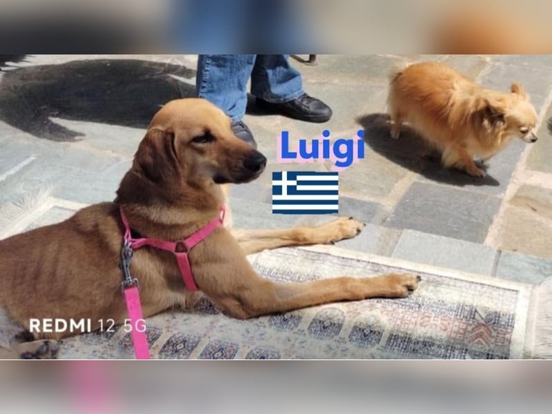 Luigi,geb.05/24,lieber Kämpfer sucht seine Familie
