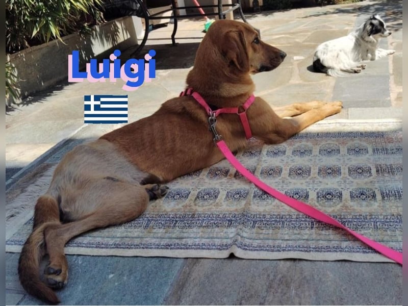 Luigi,geb.05/24,lieber Kämpfer sucht seine Familie
