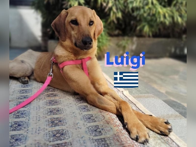 Luigi,geb.05/24,lieber Kämpfer sucht seine Familie