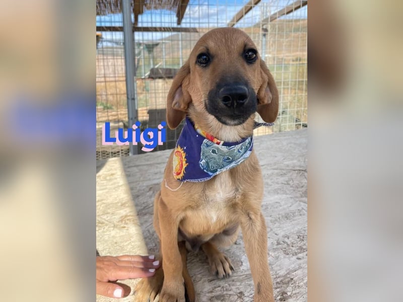 Luigi,geb.05/24,lieber Kämpfer sucht seine Familie