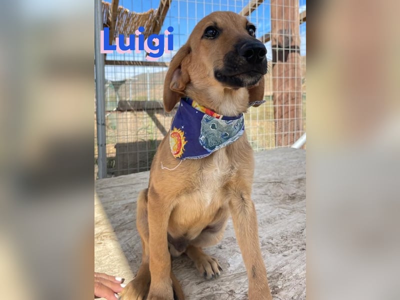 Luigi,geb.05/24,lieber Kämpfer sucht seine Familie