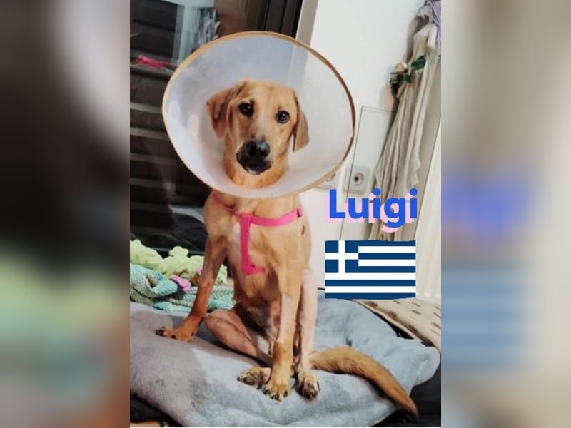 Luigi,geb.05/24,lieber Kämpfer sucht seine Familie