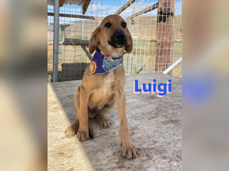Luigi,geb.05/24,lieber Kämpfer sucht seine Familie