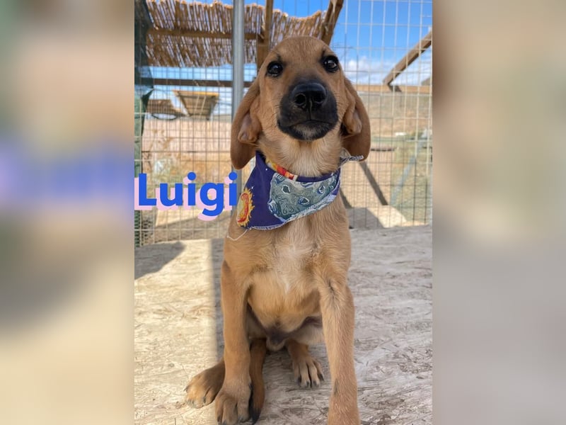Luigi,geb.05/24,lieber Kämpfer sucht seine Familie