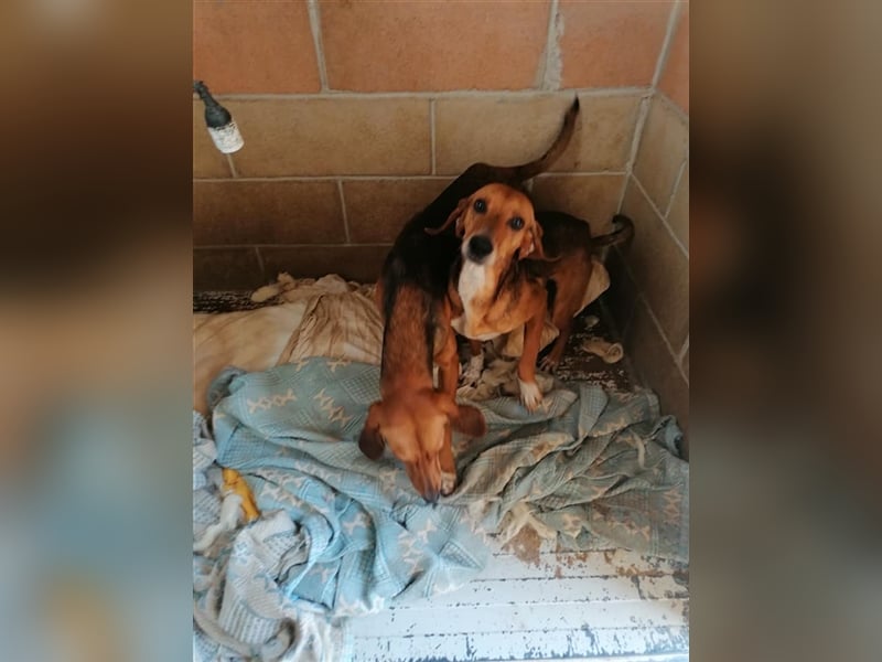 Durbans – raus aus dem Tierheim und eine Heimat finden…...