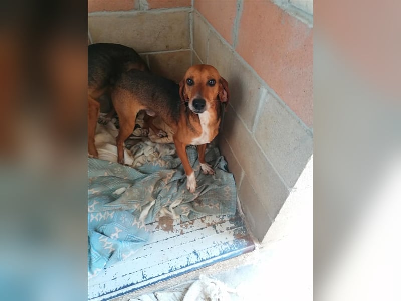 Durbans – raus aus dem Tierheim und eine Heimat finden…...