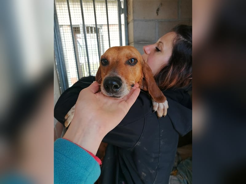 Durbans – raus aus dem Tierheim und eine Heimat finden…...