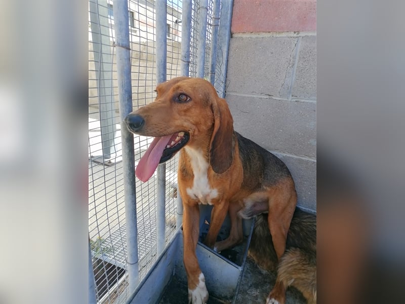 Durbans – raus aus dem Tierheim und eine Heimat finden…...