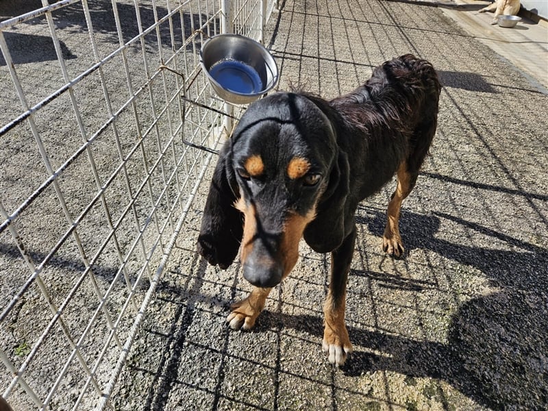 Ettore sucht aktives Zuhause mit Herz