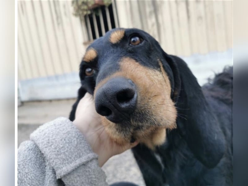 Ettore sucht aktives Zuhause mit Herz