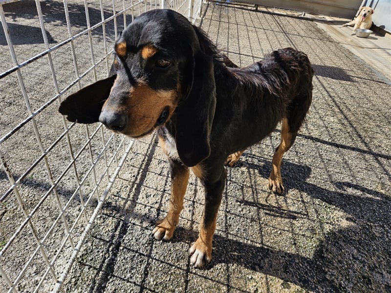 Ettore sucht aktives Zuhause mit Herz
