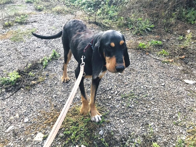 Ettore sucht aktives Zuhause mit Herz