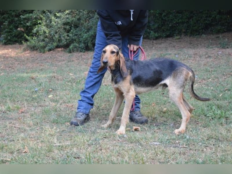 Tyron - der Schnüffler sucht ein Zuhause