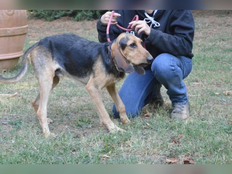 Tyron - der Schnüffler sucht ein Zuhause