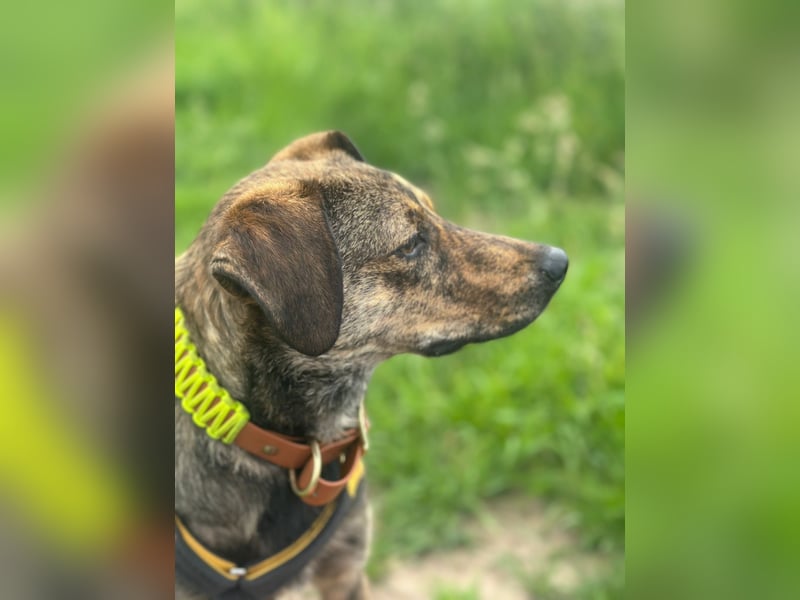 Paco: freut sich über Besuch in Bremen