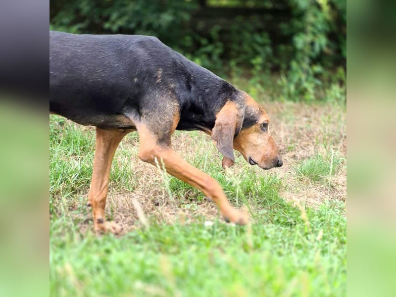 Rocco  - dringend - ein Überlebenskünstler sucht ein neues Zuhause