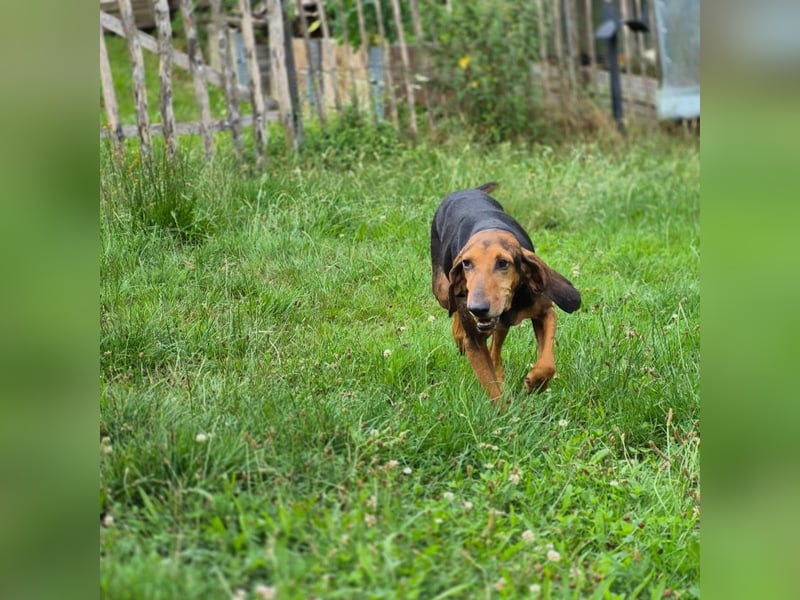 Rocco  - dringend - ein Überlebenskünstler sucht ein neues Zuhause