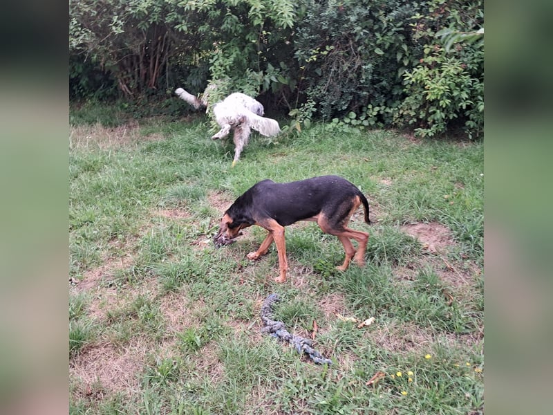 Rocco  - dringend - ein Überlebenskünstler sucht ein neues Zuhause