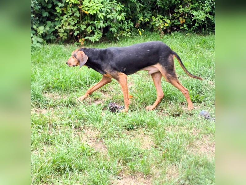 Rocco  - dringend - ein Überlebenskünstler sucht ein neues Zuhause