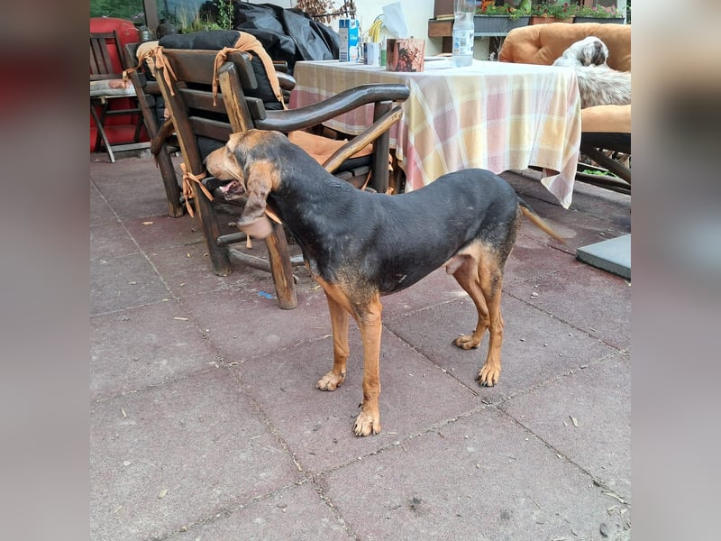 Rocco  - dringend - ein Überlebenskünstler sucht ein neues Zuhause