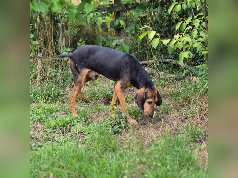 Rocco  - dringend - ein Überlebenskünstler sucht ein neues Zuhause