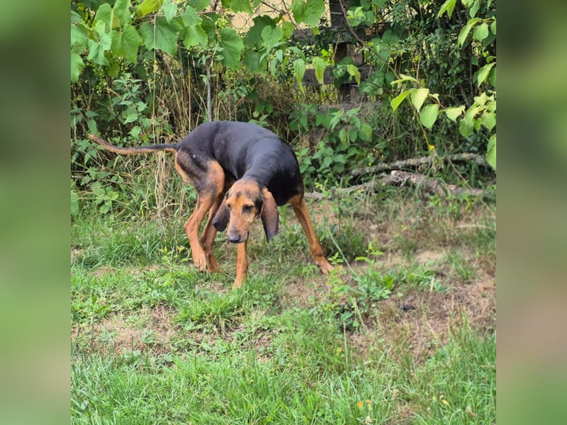 Rocco  - dringend - ein Überlebenskünstler sucht ein neues Zuhause