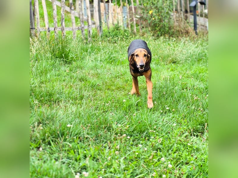 Rocco  - dringend - ein Überlebenskünstler sucht ein neues Zuhause