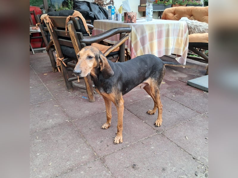 Rocco  - dringend - ein Überlebenskünstler sucht ein neues Zuhause