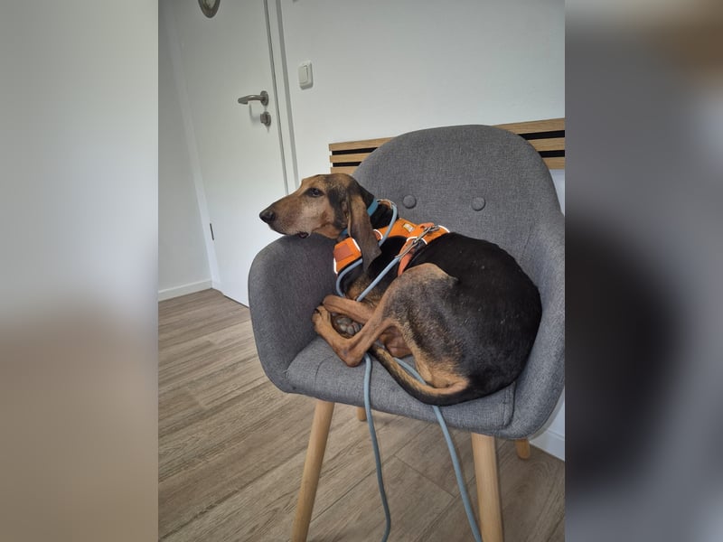 Rocco  - dringend - ein Überlebenskünstler sucht ein neues Zuhause