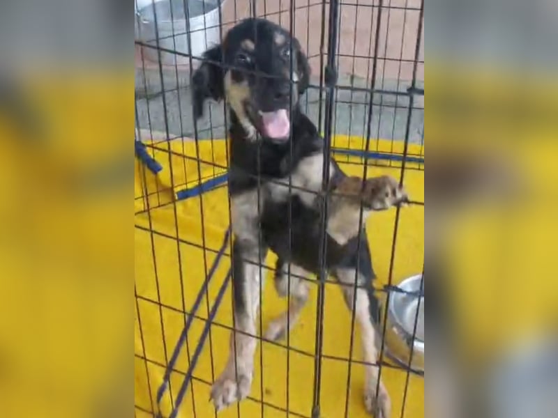 Liberotto: süßer Fratz sucht Kuschelplatz