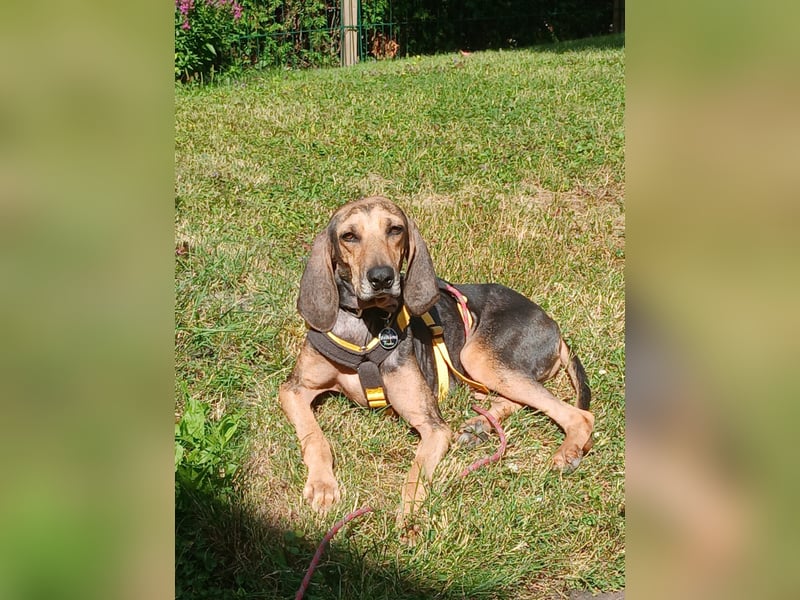 Jo:  Traumhund für Segugio-Freunde
